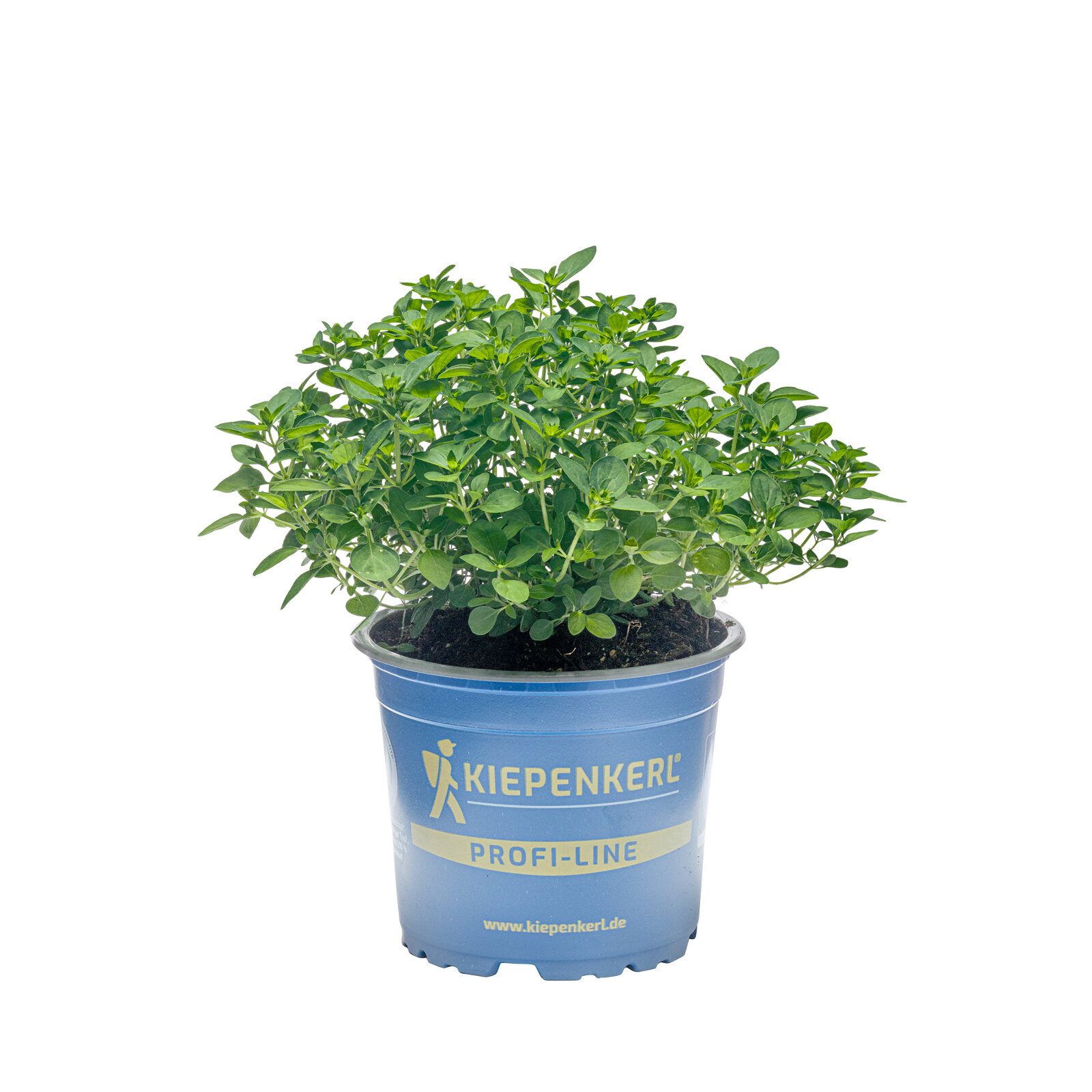 Pflanzen für Dich Gewürzkraut Echter Oregano 12cm Topf