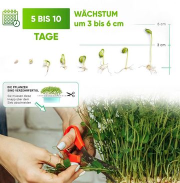 GreenEdge Kräutertopf Microgreens Kräuter-Pflanzset 5 Kräutersorten, Keimglas + Sieb (1 St., Aussaatschale Glas 14cm Edelstahl-Sieb 5x Kräutersamen)