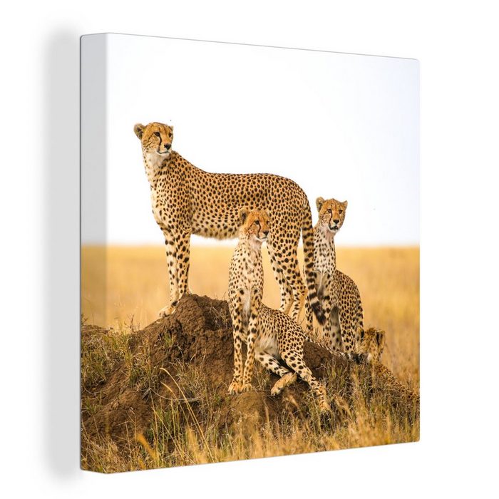 OneMillionCanvasses® Leinwandbild Gepard - Gras - Natur - Savanne (1 St) Bild auf Leinwand Wandbild Leinwandbilder Wanddekoration Kunstdruck