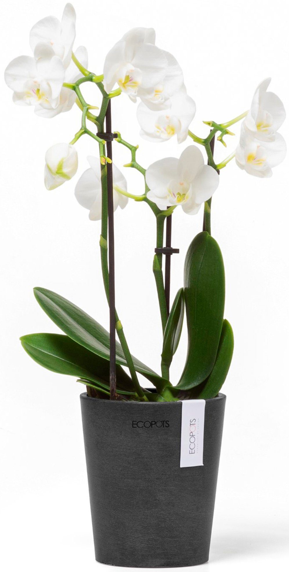 ECOPOTS Blumentopf Morinda Orchidee 11 Dunkelgrau, günstig online kaufen