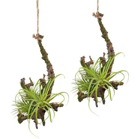 Kunstpflanze Hängeast mit Tillandsie, Creativ green, Höhe 15 cm, 2er Set