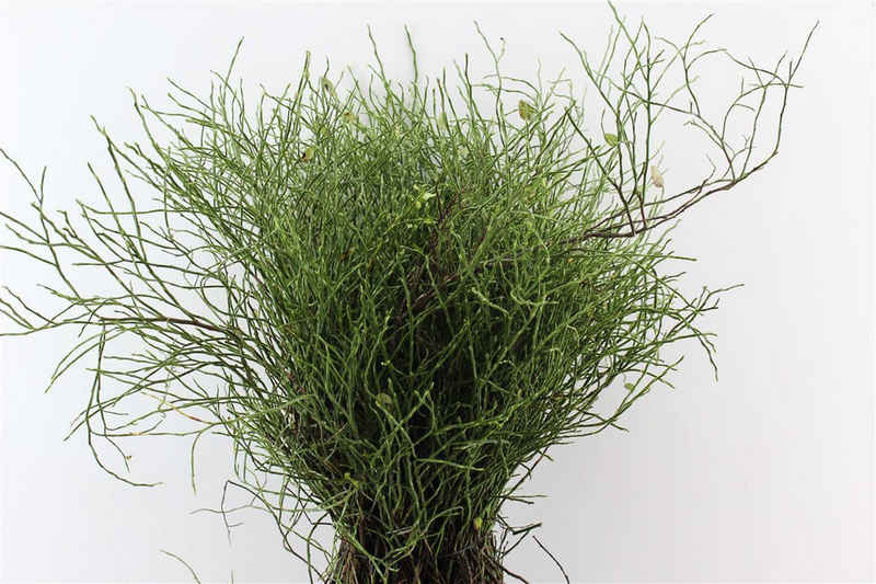 Trockenblume Echtes frisches grünes Heidelbeerkraut ca. 30 Zweige, meinvipshop, Höhe 50 cm