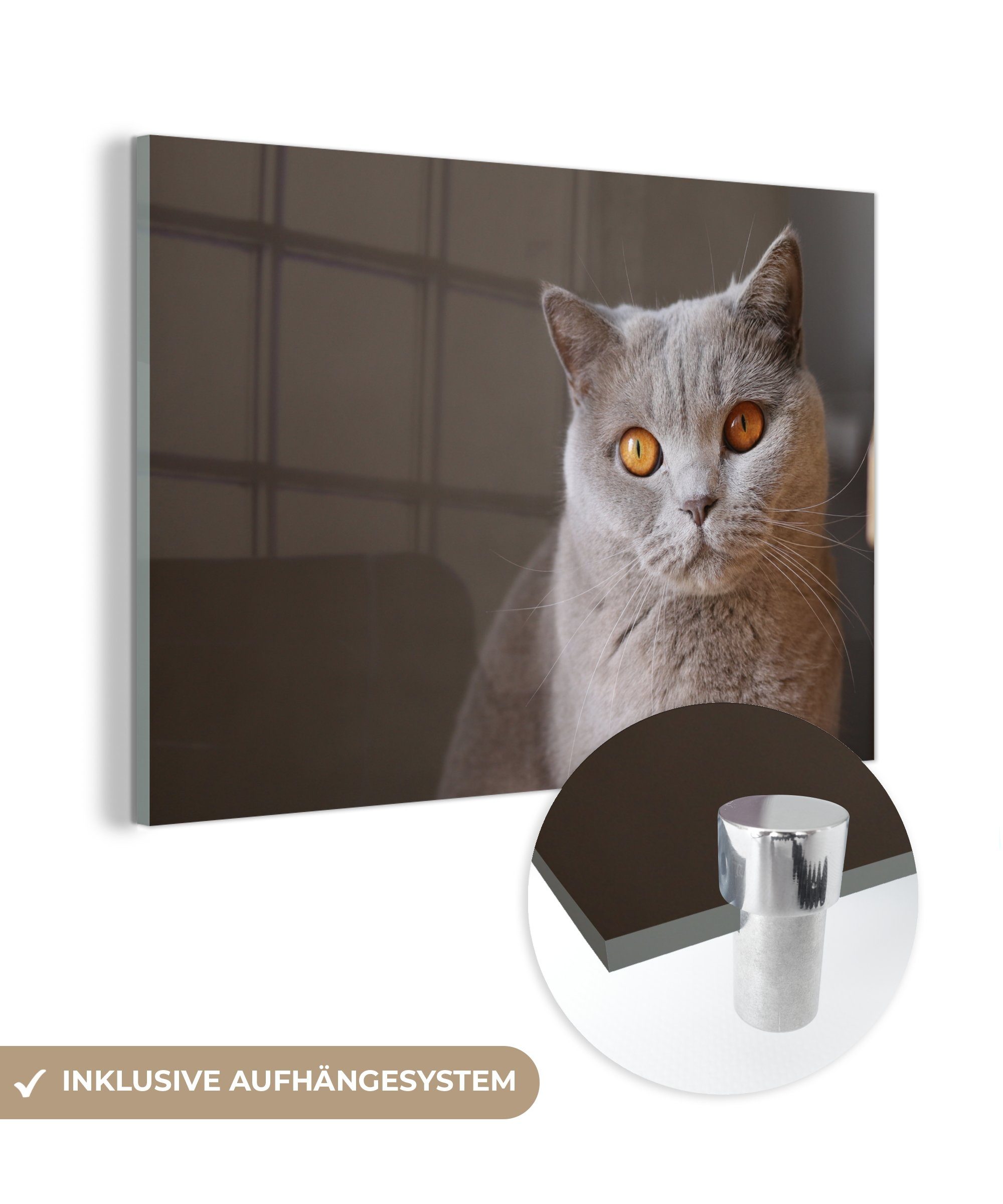 MuchoWow Acrylglasbild Katze - Tiere - Augen, (1 St), Acrylglasbilder Wohnzimmer & Schlafzimmer