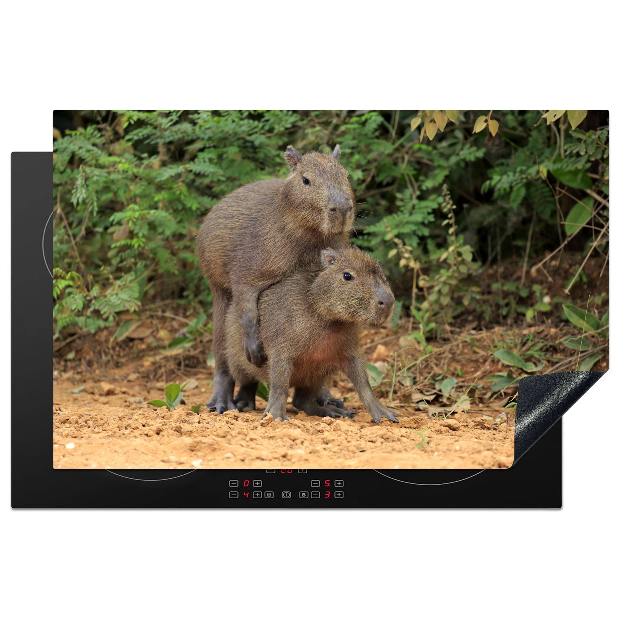 MuchoWow Herdblende-/Abdeckplatte Zwei Capybara-Junge spielen miteinander, Vinyl, (1 tlg), 81x52 cm, Induktionskochfeld Schutz für die küche, Ceranfeldabdeckung