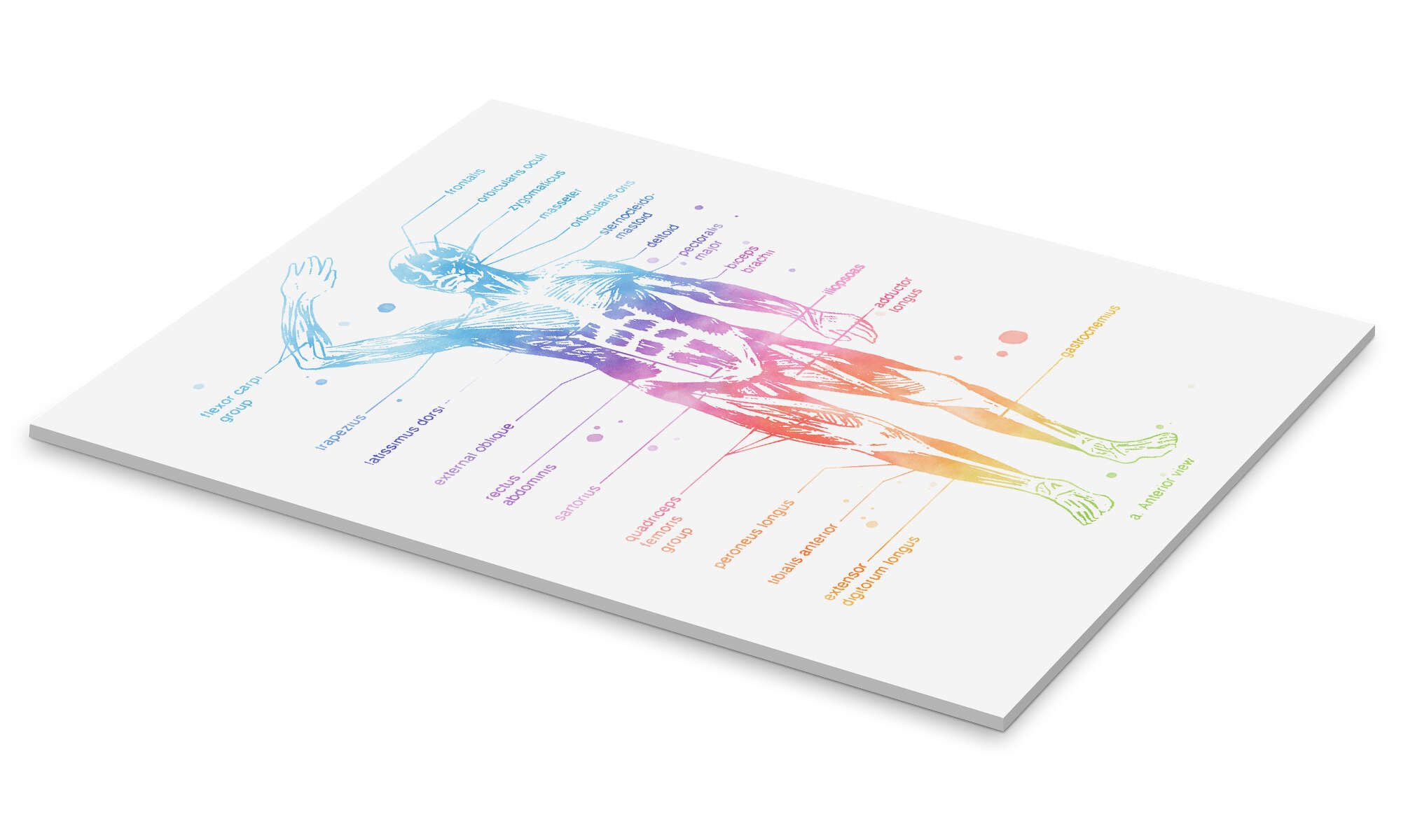 Posterlounge Wandbild Regenbogen-Muskelsystem I, beschriftet, Mod Pop Deco, erhältlich als Poster, Leinwandbild, Wandsticker oder Acrylglasbild