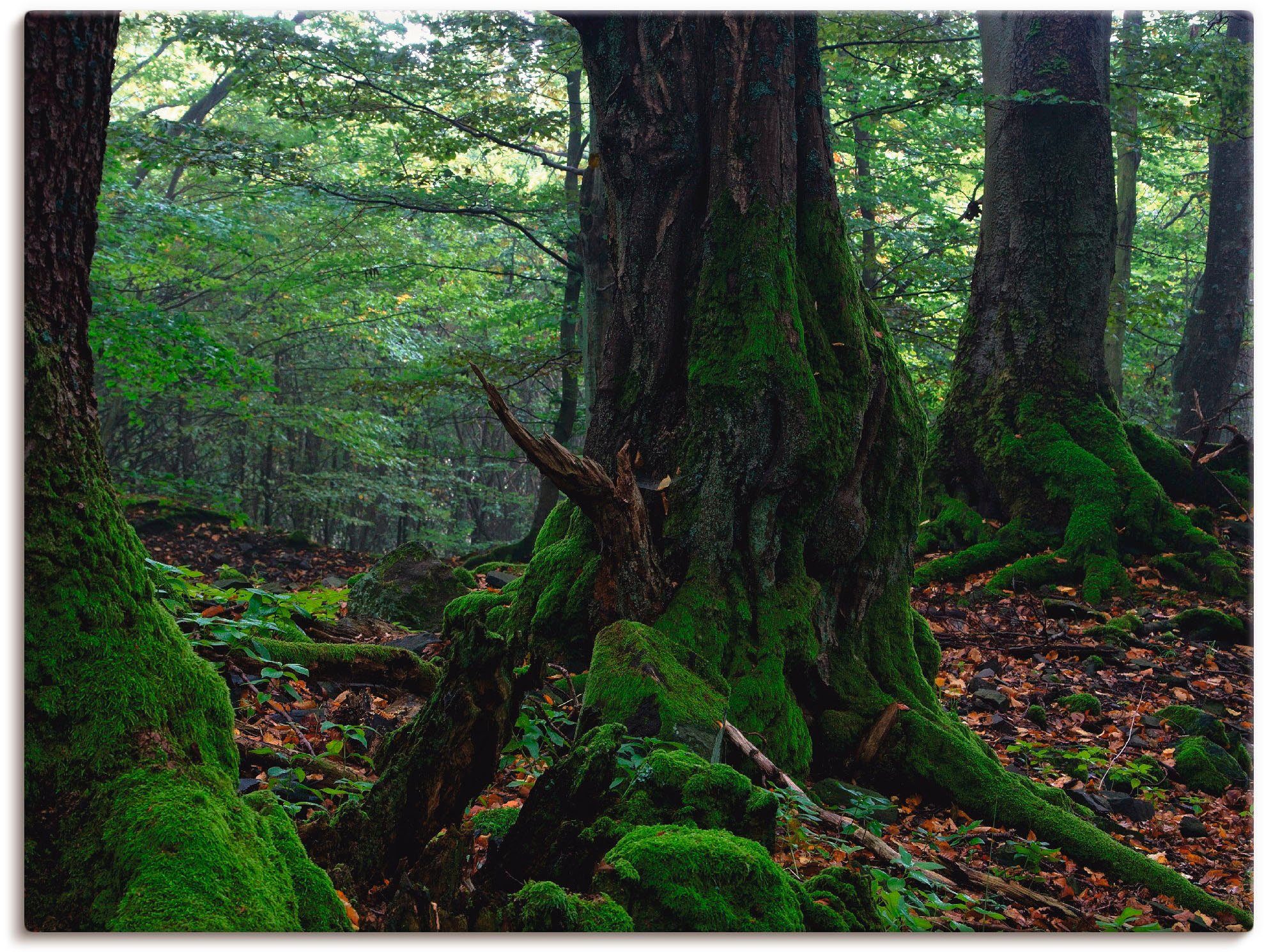 Artland Wandbild Alte Bäume am Kraterrand, Wald (1 St), als Leinwandbild, Wandaufkleber oder Poster in versch. Größen