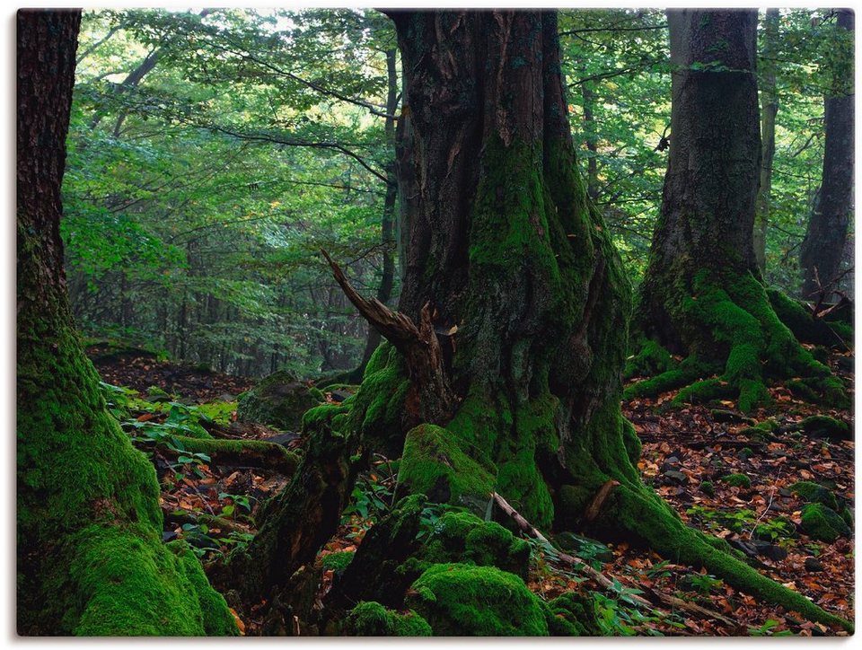 Artland Wandbild Alte Bäume am Kraterrand, Wald (1 St), als Leinwandbild,  Wandaufkleber oder Poster in versch. Größen