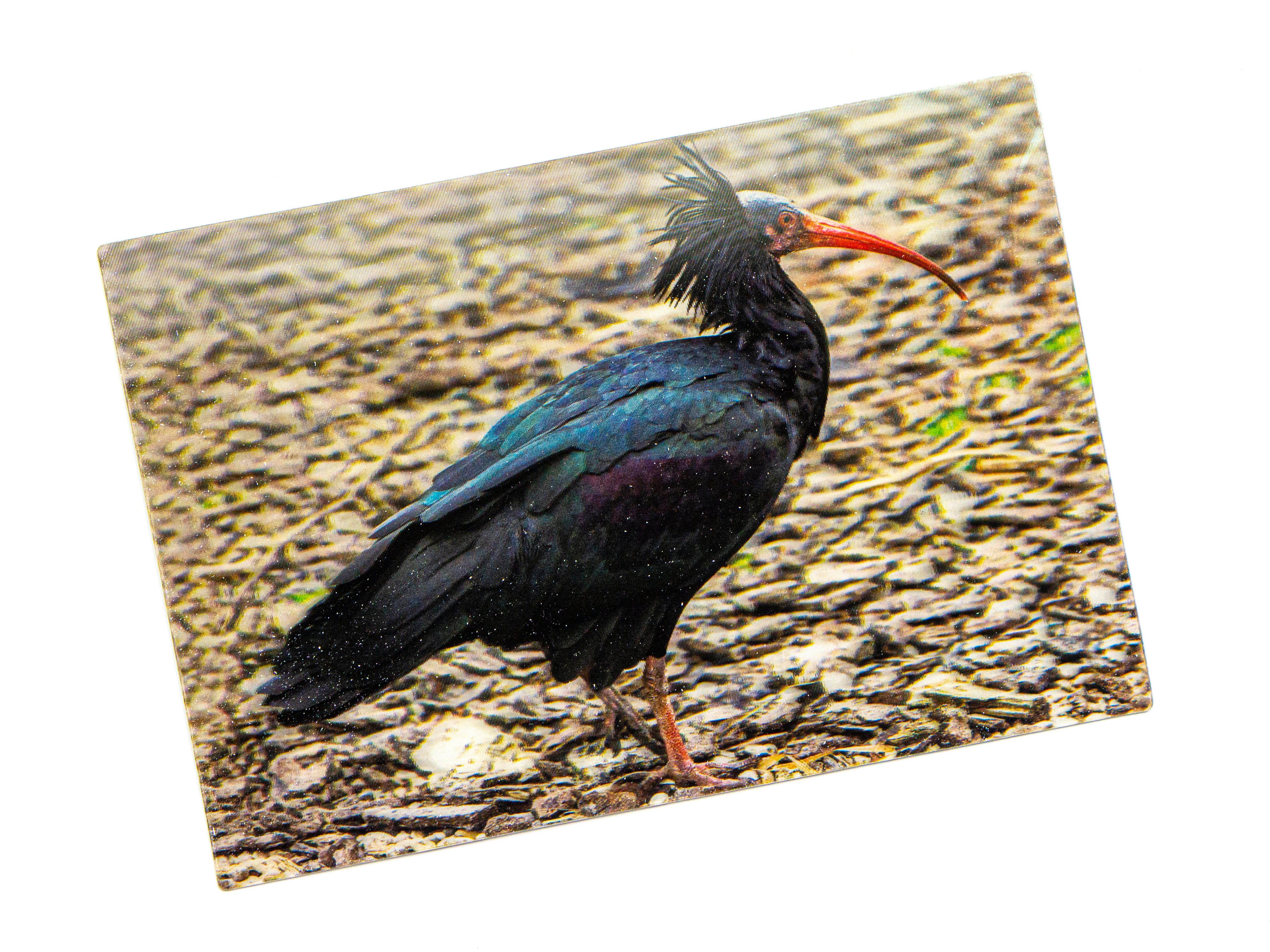 Cornelissen Waldrapp Plüschtier – Schwarzer Vogel, 24 Cm Groß, Waschbar Bei 30°C | Kuscheliges Stofftier