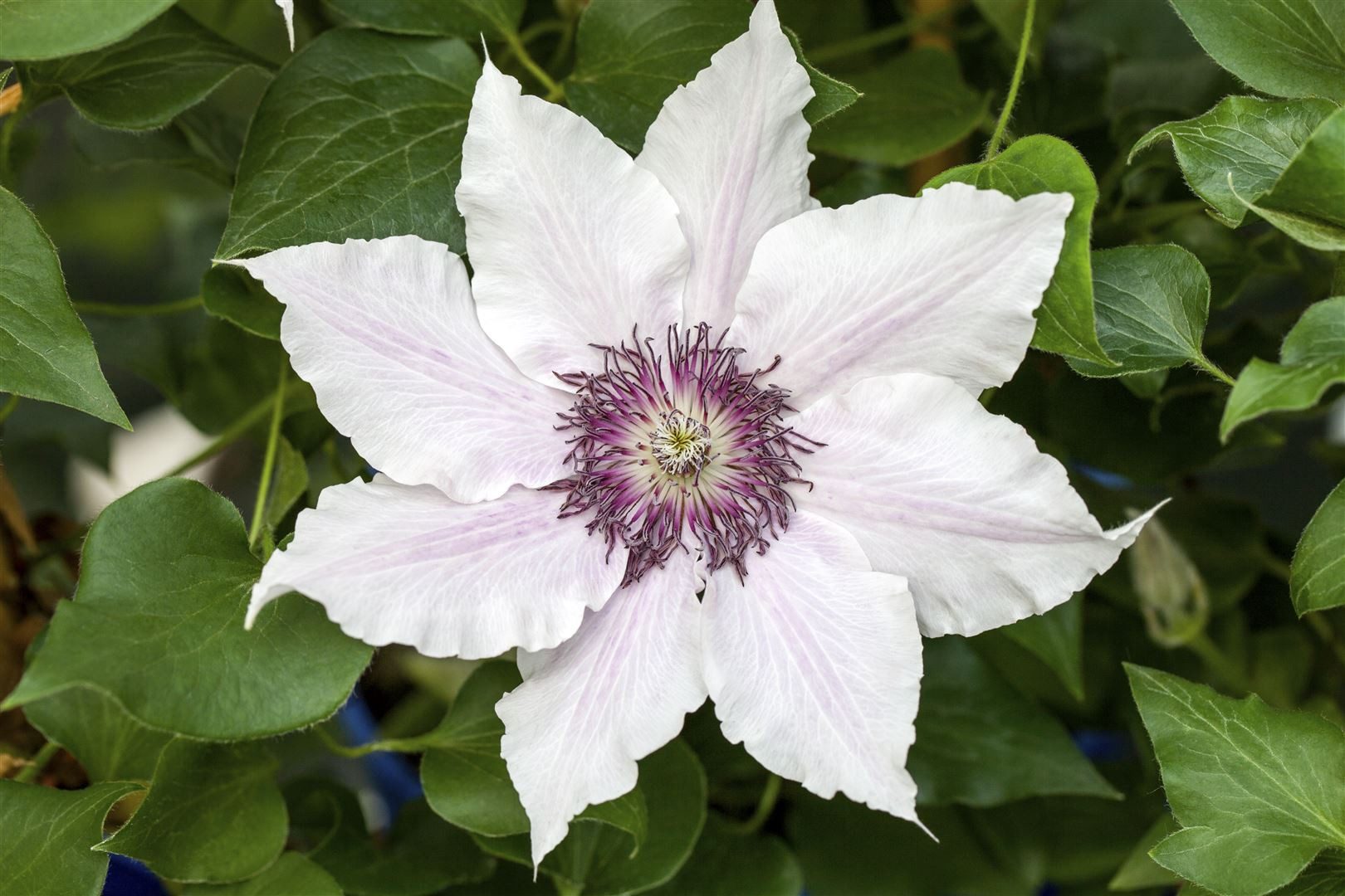 Pflanzen für Dich Kletterpflanze Clematis Hybride Snow Queen, 1 St., Waldrebe, Clematis, weiße Blüten, kletternd