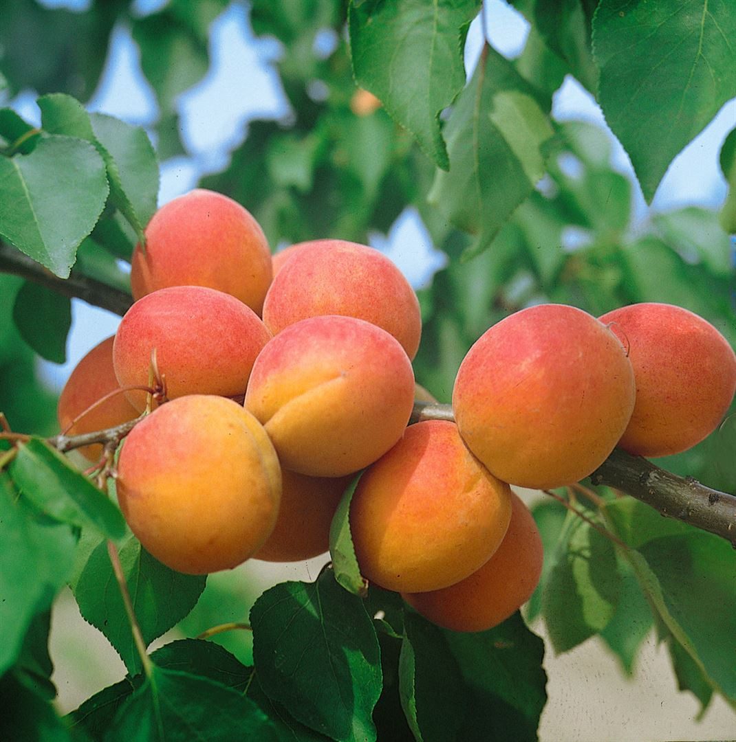Pflanzen für Dich Obstpflanze Prunus armen. Harcot, 1 St., Aprikose, Marille, süßfruchtig, frühreifend