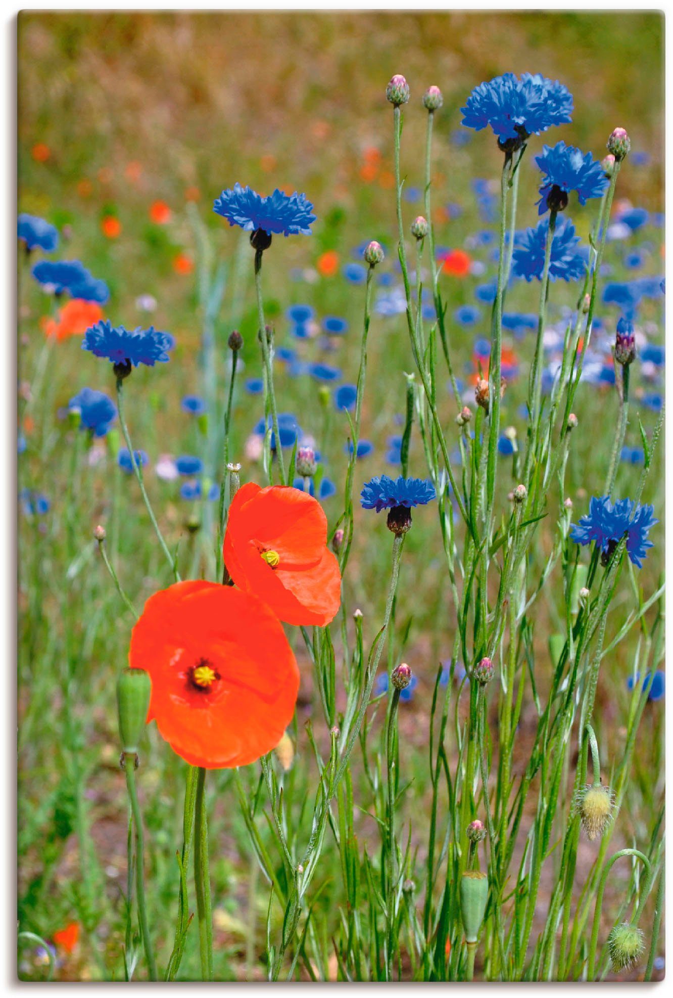 Artland Leinwandbild Wiese mit Mohnblumen und Kornblumen, Blumen (1 St), auf Holzrahmen gespannt