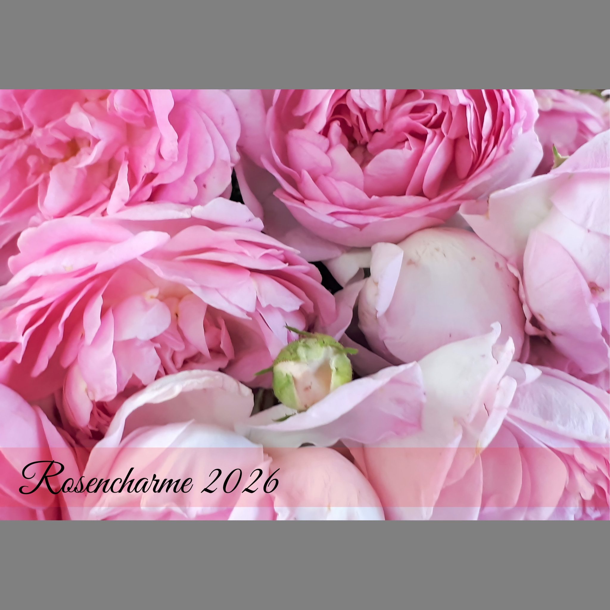 raxxa Wandkalender Rosencharme 2026 - quer