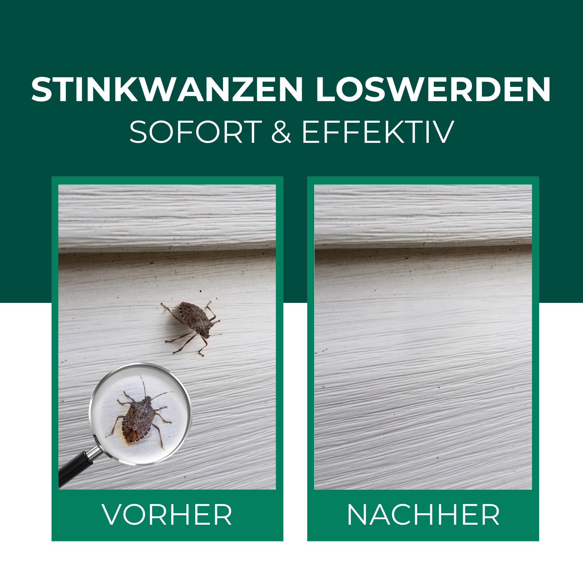 Silberkraft Insektenspray Silberkraft Stinkwanzenspray, Effektiver Sofort- und Langzeitschutz, 500 ml, Anti Stinkwanzen Spray, Stinkwanzen effektiv vertreiben,  – Bild 3 von 5