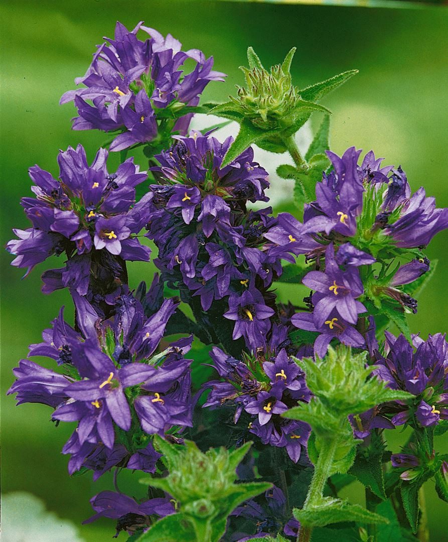 Pflanzen für Dich Staude Campanula glomerata 'Superba', 1 St., Knäuel-Glockenblume, Ballonblume – Bild 2 von 3