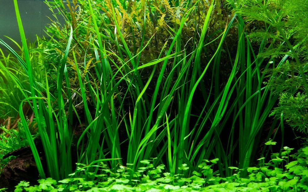 Aquaone Wasserpflanze Aquarium Pflanze Cyperus helferi Wasserpflanzen Topf günstig online kaufen