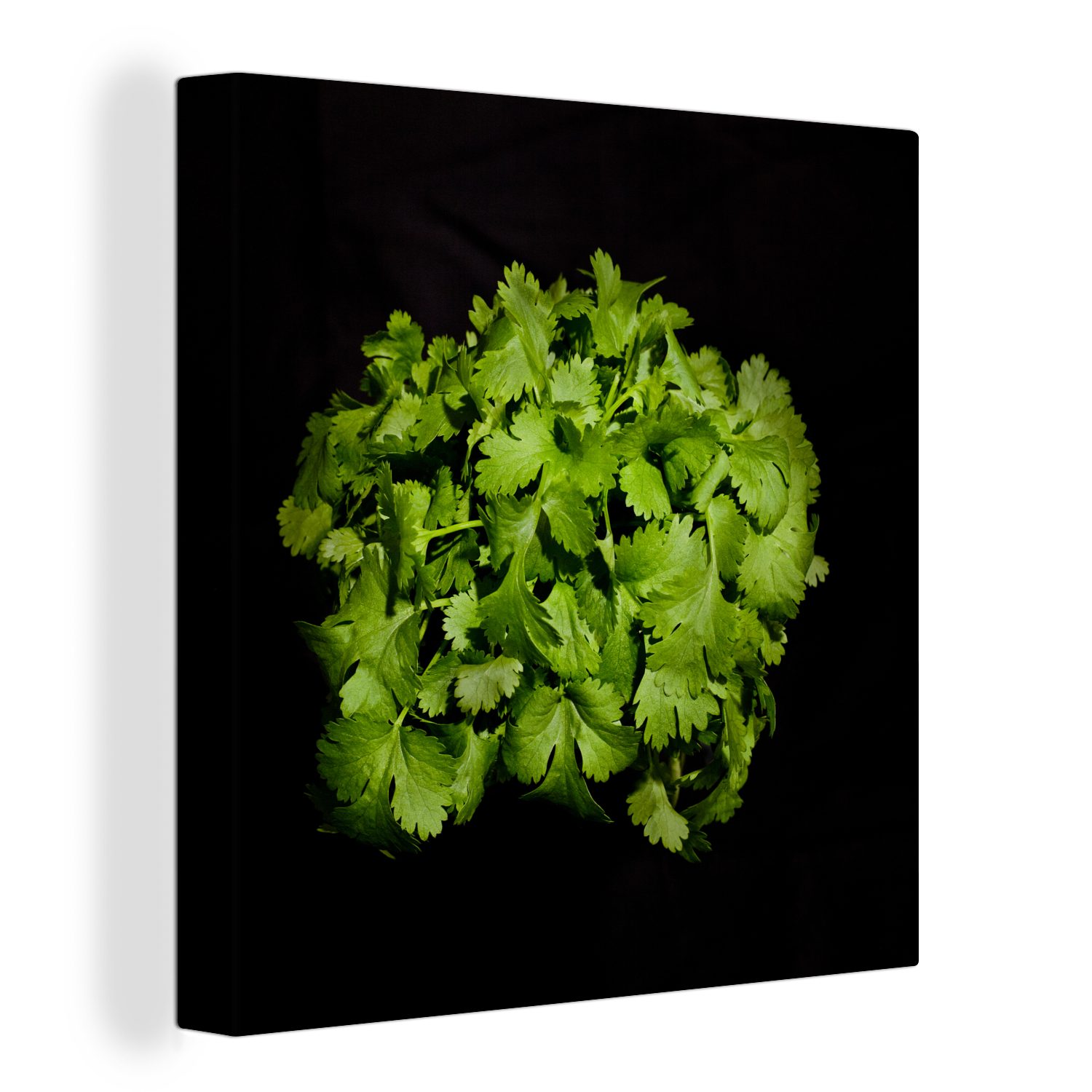 OneMillionCanvasses® Leinwandbild Koriander und seine leuchtend grüne Farbe vor einem schwarzen, (1 St), Leinwand Bilder für Wohnzimmer Schlafzimmer | Leinwandbilder