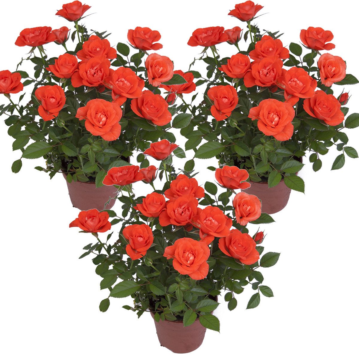 Bloomique Zimmerpflanze 3er-Set Rosa Corsica Star, Topfrose, Orange, 20-30 cm, Topf 12 cm, 3 St.