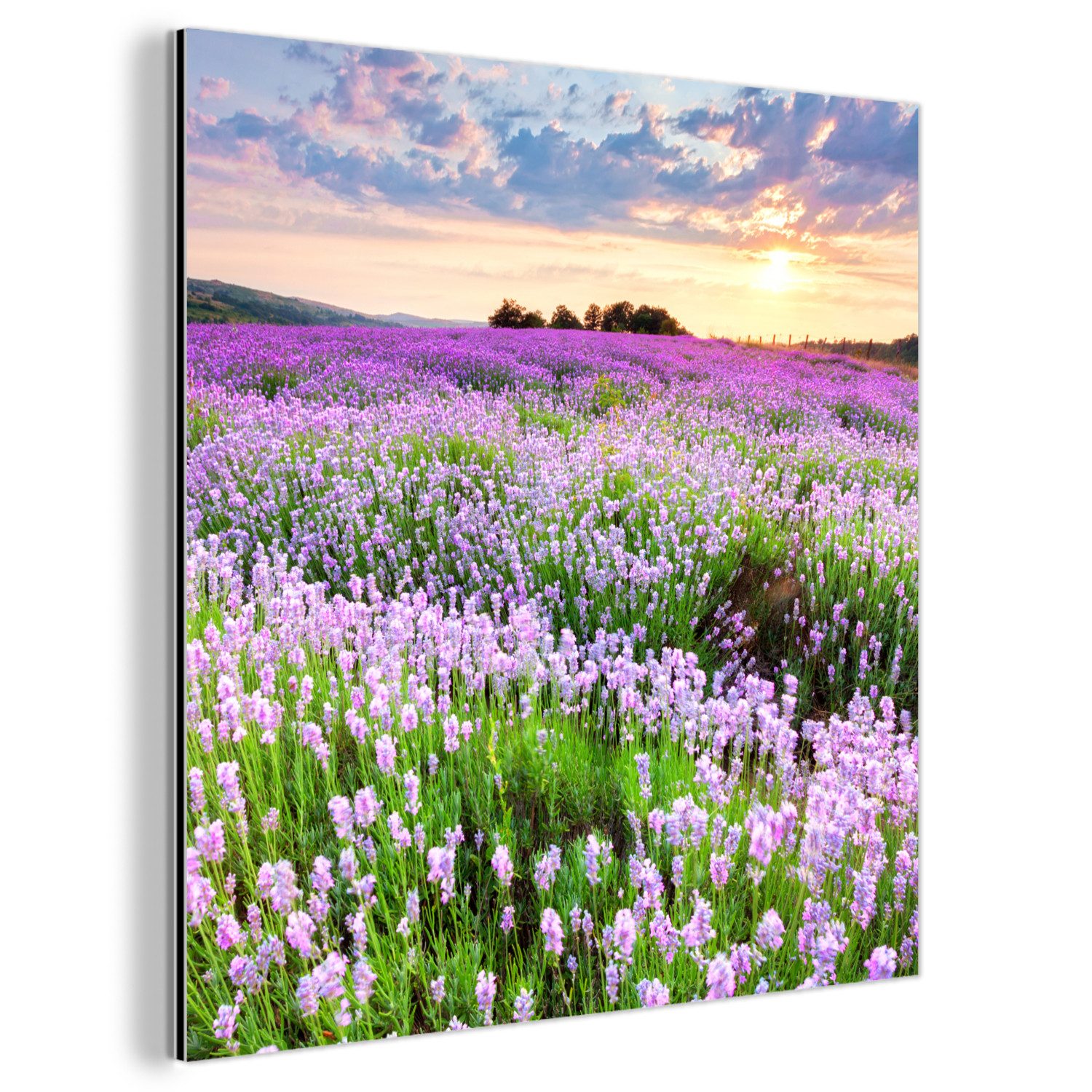 MuchoWow Metallbild Blumen - Lavendel - günstig online kaufen