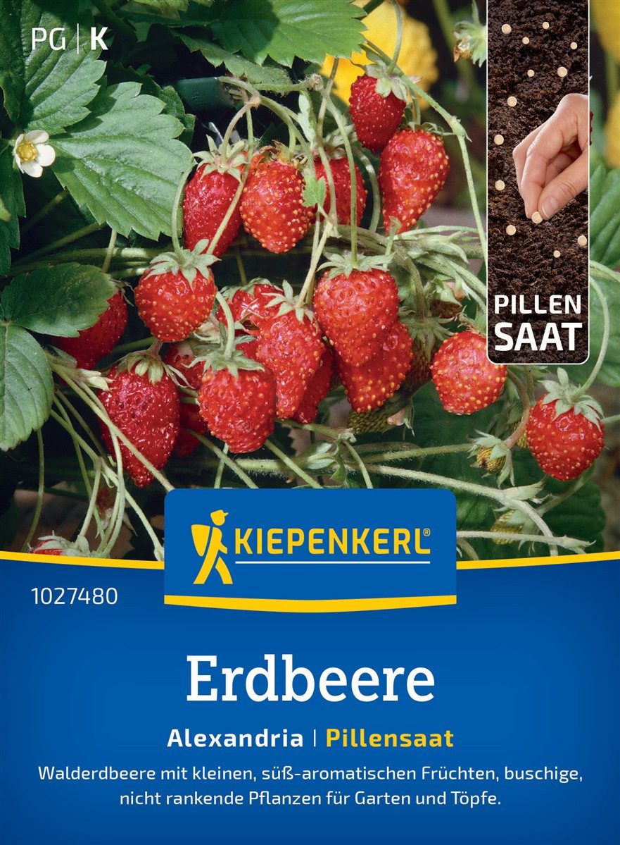 Pflanzen für Dich Gemüsesamen Erdbeersamen Pillensaat Alexandria Fragaria vesca 30 Pflanzen