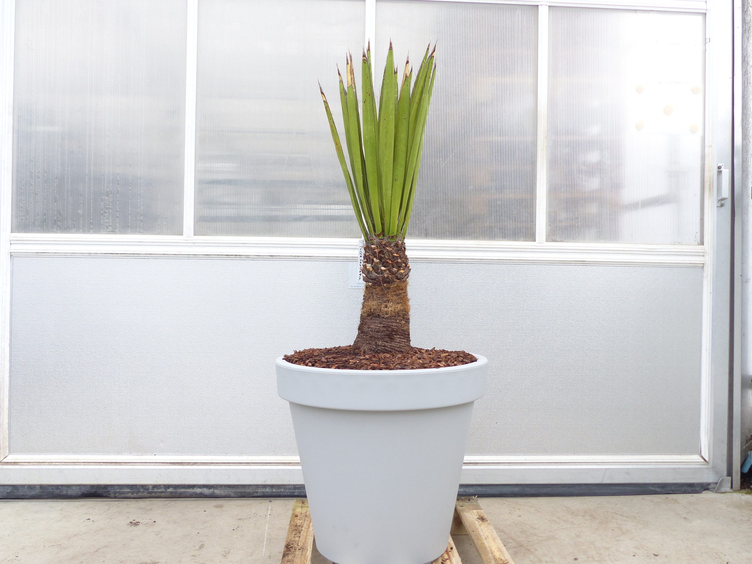 gruenwaren jakubik Baum Yucca Faxoniana, 140 cm, Stamm 30 cm, Faxon Yucca, Palmilla