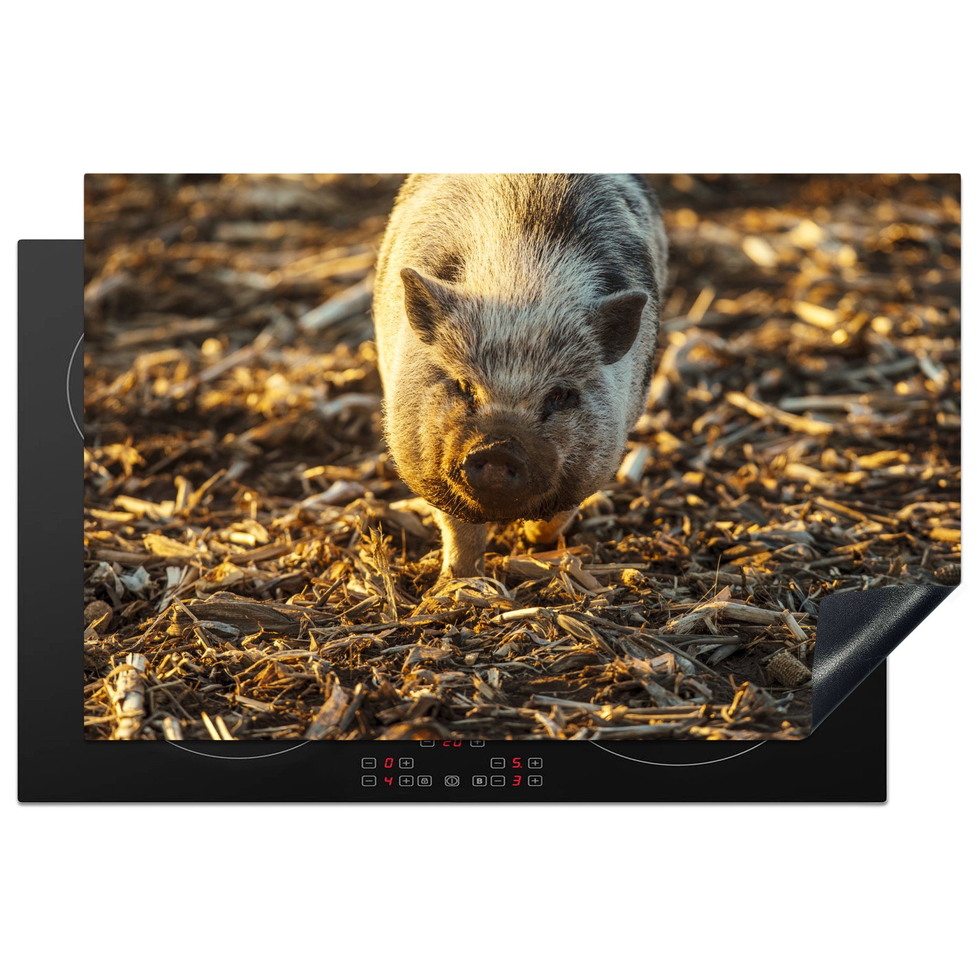 MuchoWow Herdblende-/Abdeckplatte Hängebauchschwein - Mais - Sonne, Vinyl, (1 tlg), 81x52 cm, Induktionskochfeld Schutz für die küche, Ceranfeldabdeckung