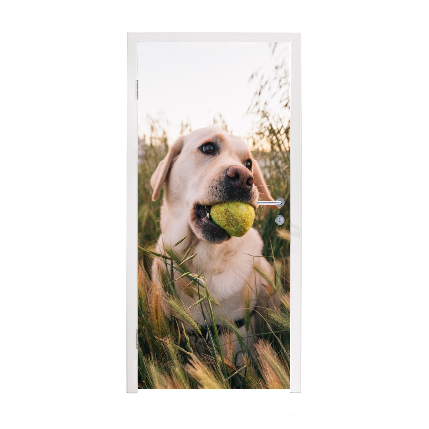 MuchoWow Türtapete Labrador Retriever spielt mit einem Tennisball im Gras, Matt, bedruckt, (1 St), Fototapete für Tür, Türaufkleber, 75x205 cm