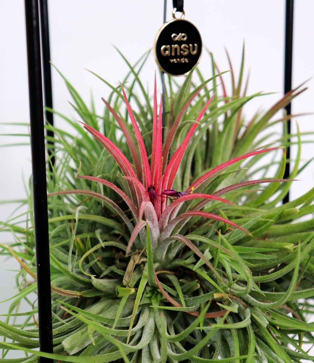 BALDUR Garten Zimmerpflanze Tillandsia 'Magic Ball', 1 St., Bromeliengewächse, pflegeleicht – Bild 2 von 2