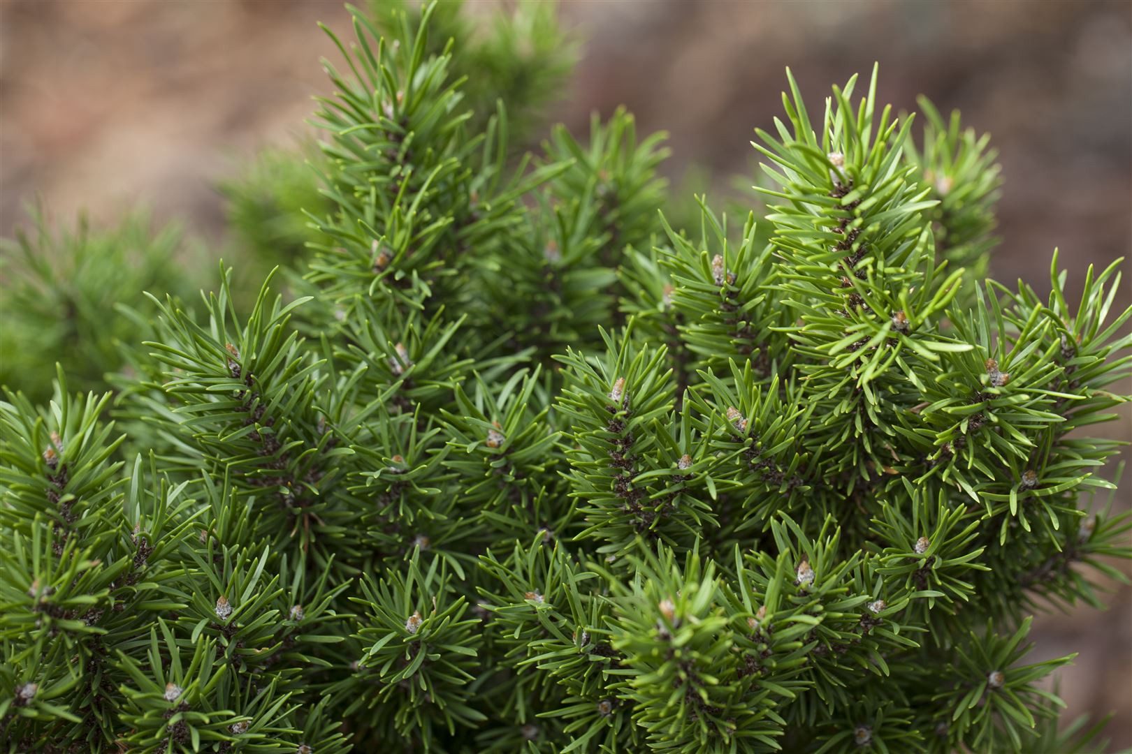 Pflanzen für Dich Konifere Pinus banksiana, 1 St., Banks-Kiefer, Jack-Kiefer, windresistent, sandbodenverträglich