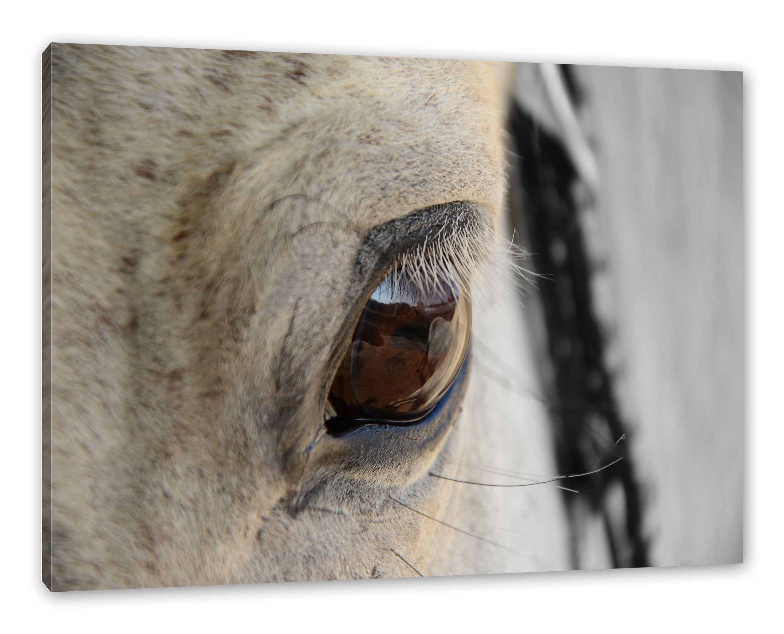 Pixxprint Leinwandbild schöne liebevolle Pferdeaugen, schöne liebevolle Pferdeaugen (1 St), Leinwandbild fertig bespannt, inkl. Zackenaufhänger