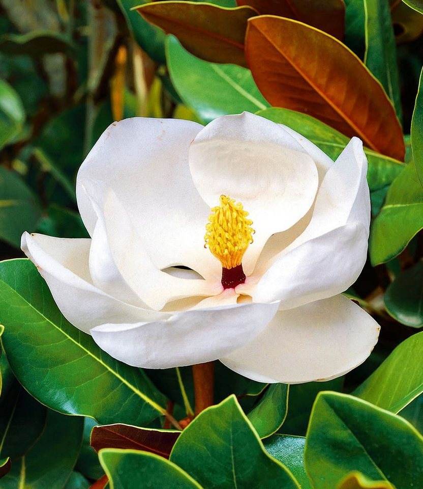 BALDUR Garten Zierstrauch Magnolie 'Grandiflora', 1 St., Blütenpracht,winterhart, mehrjährig, großblütig,duftend
