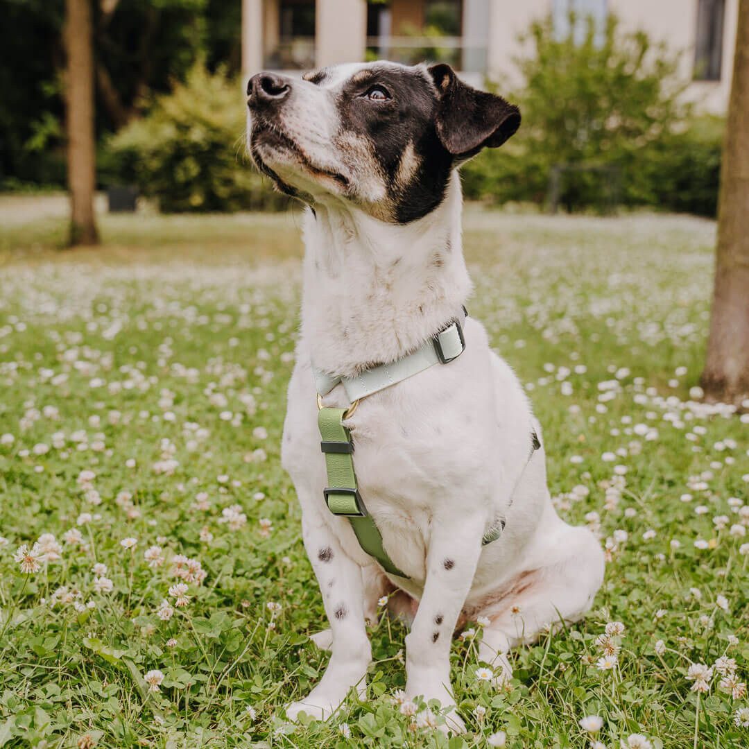 Hey Lana Hunde-Geschirr Hundegeschirr - Biothane günstig online kaufen