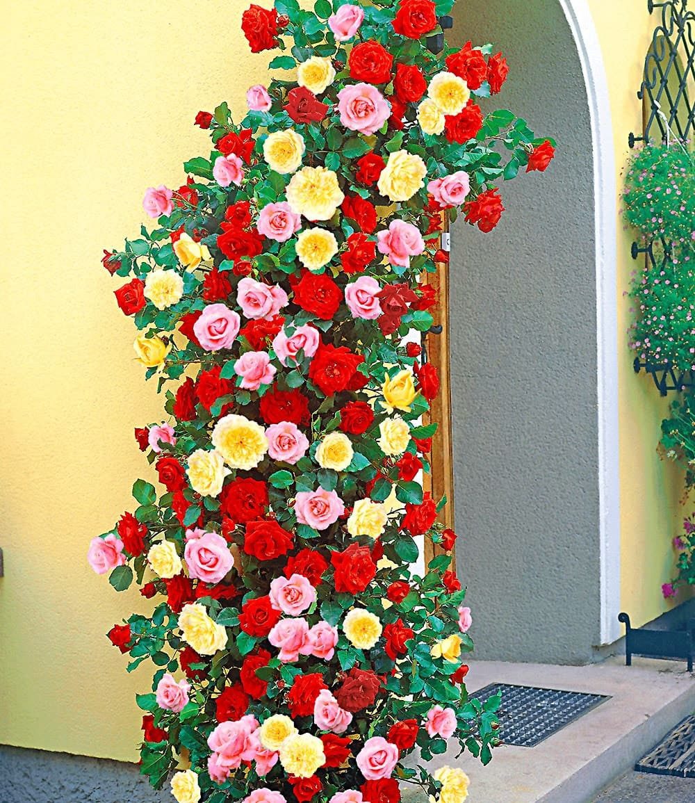 BALDUR Garten Rose Kletterrosen-Trio, 3 St., Mischung,winterhart, mehrjährig, pflegeleicht