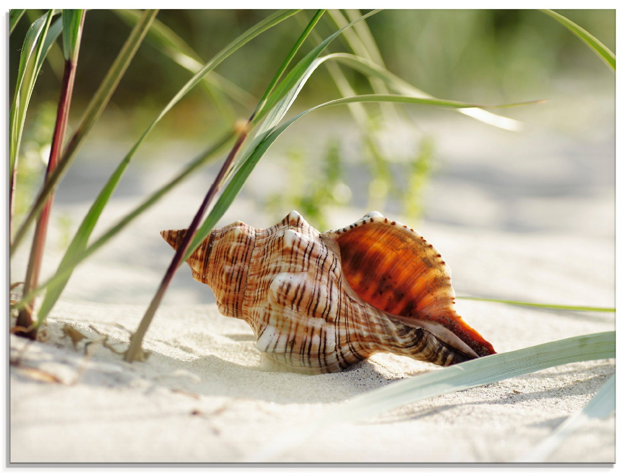 Artland Glasbild Strand, verschiedenen St), am Muschel (1 Wassertiere in Große Größen