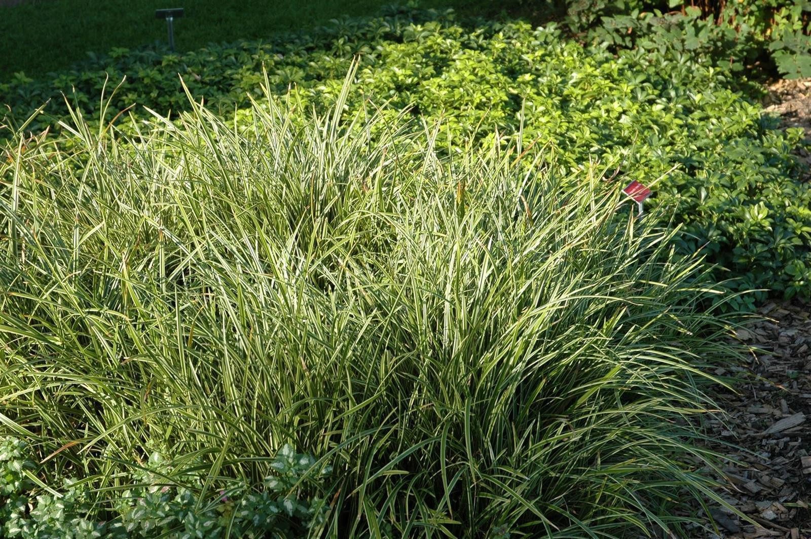 Pflanzen für Dich Gräser Care x morrowii 'Ice Dance', 1 St., Japan-Segge, Morrow-Segge, zweifarbig, bodendecker – Bild 3 von 5