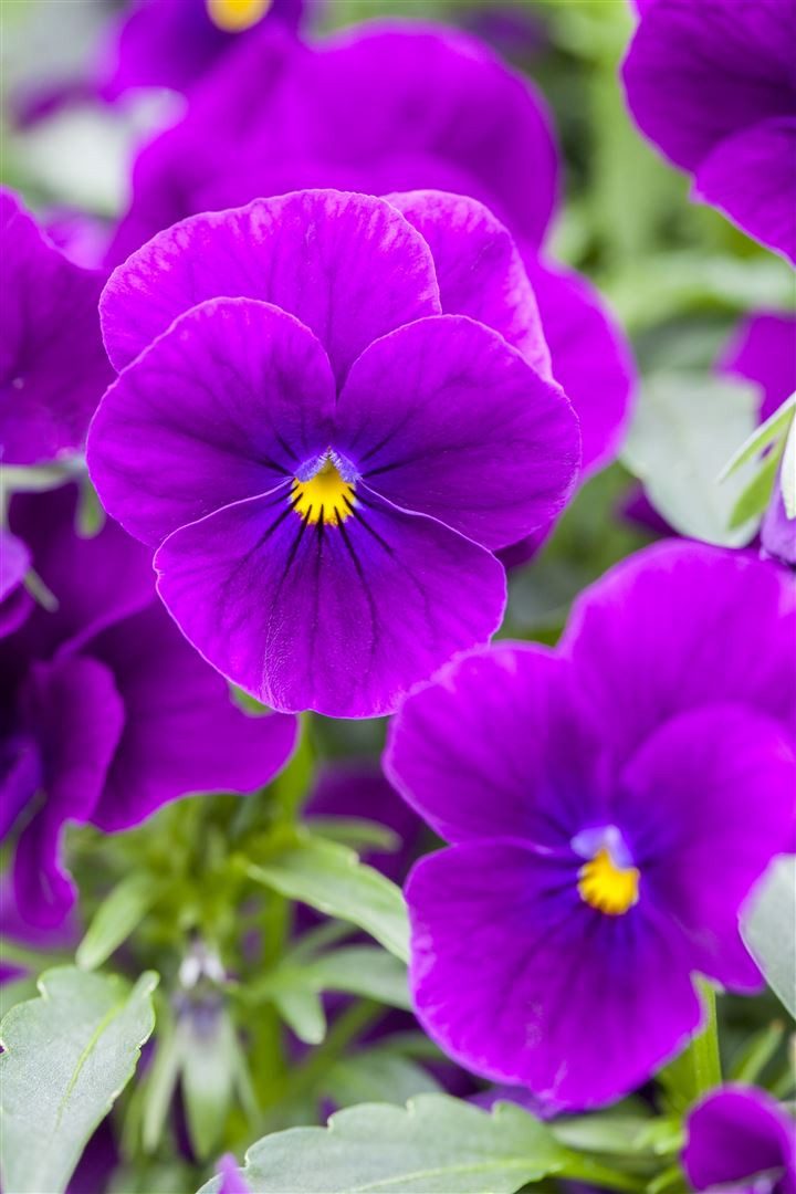 Pflanzen für Dich Staude Viola cornuta Hansa, 1 St., Hornveilchen