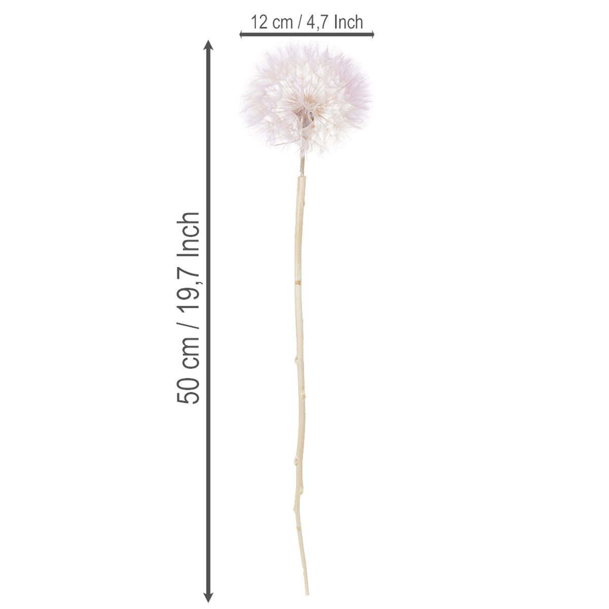 Trockenblume Elegante Trockenblumen-Deko für Wohnzimmer und moderne, 4 Stück, Florists Products, Höhe 50 cm