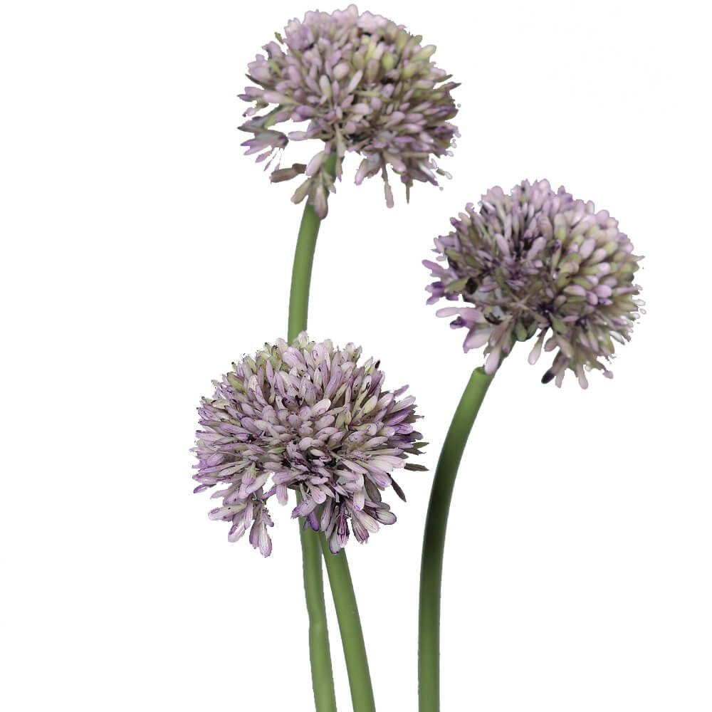 Kunstblume Lauch Blüten Allium Blüten, HOME Höhe cm, matches21 & HOBBY, Bund Kunstpflanzen 34 34 lila Indoor Lauch 3er cm