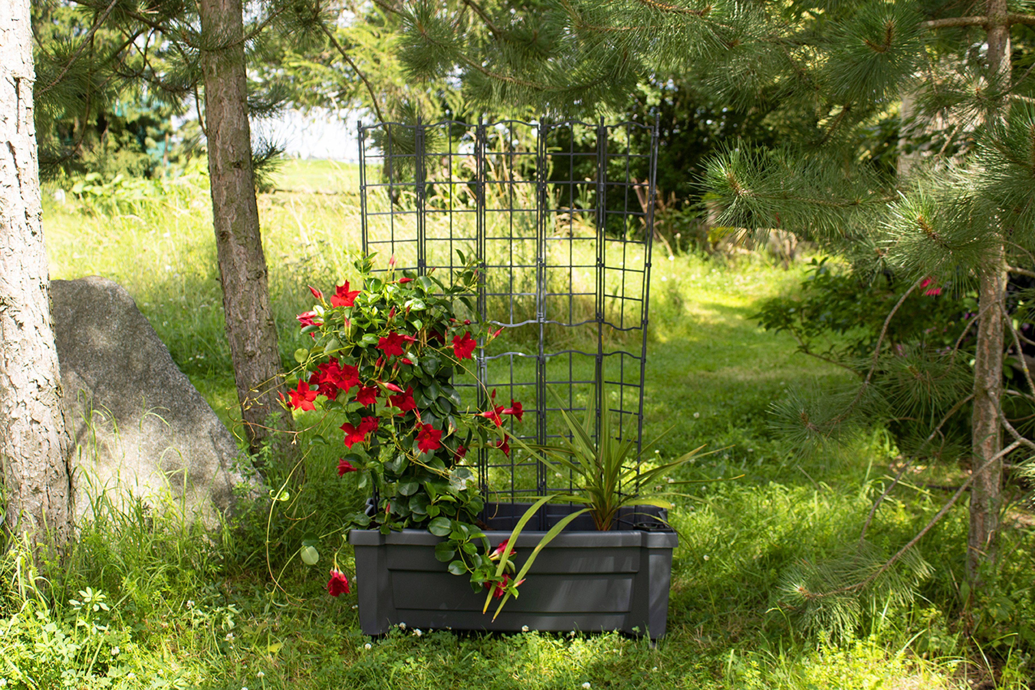 KHW Spalier Calypso, BxTxH: 79x35x115 cm, Pflanzkasten mit Rollen und Bewässerungssystem