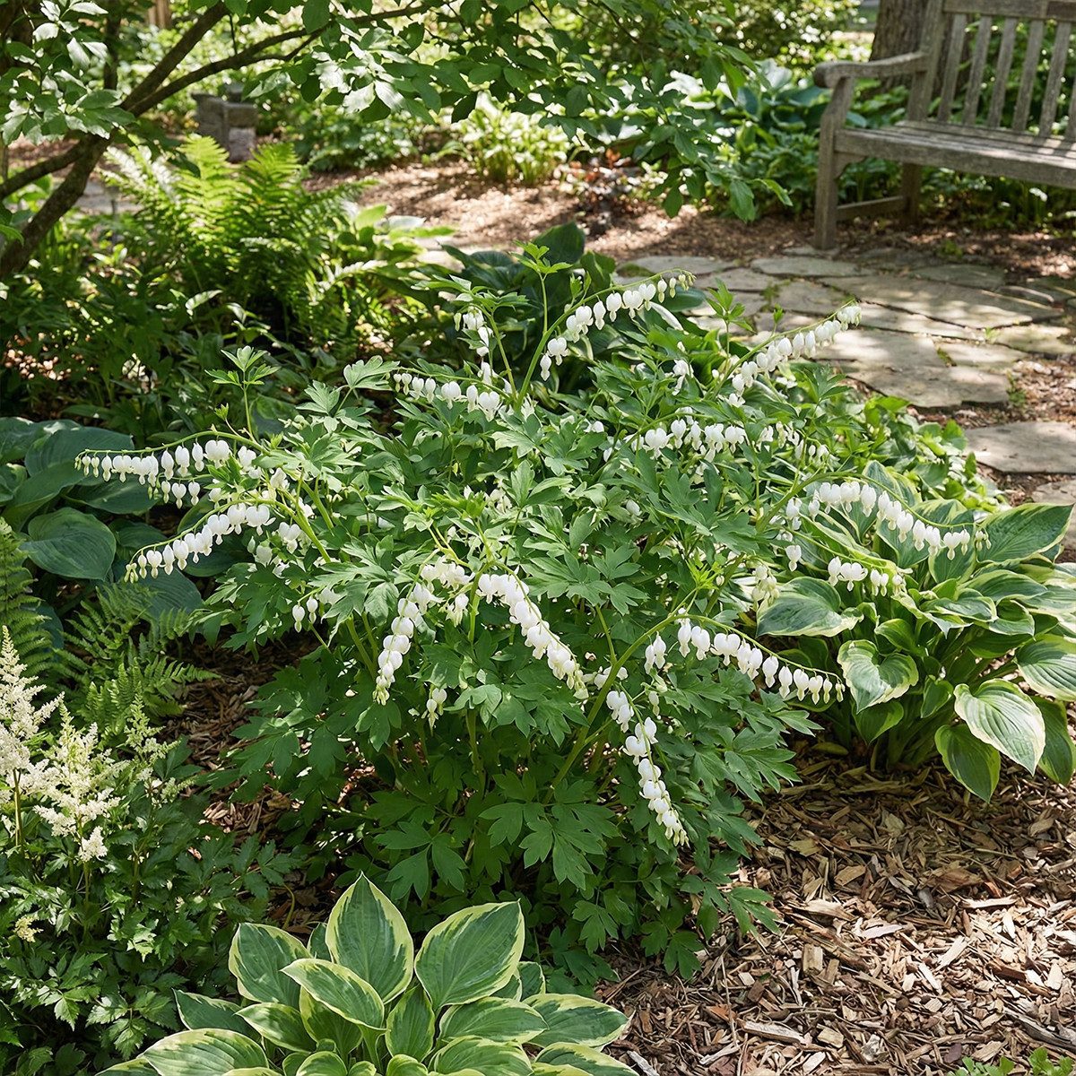 Bloomique Beetpflanze Bloomique - 3er-Set - Dicentra spectabilis Alba - Tränendes Herz - Rei, 3 St.