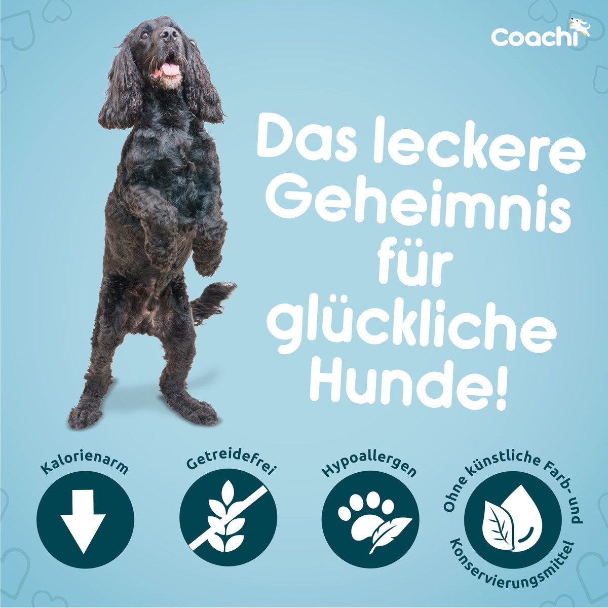 Coachi Hundesnack Natural Calming Treats Turkey 100 g, für: Hund
