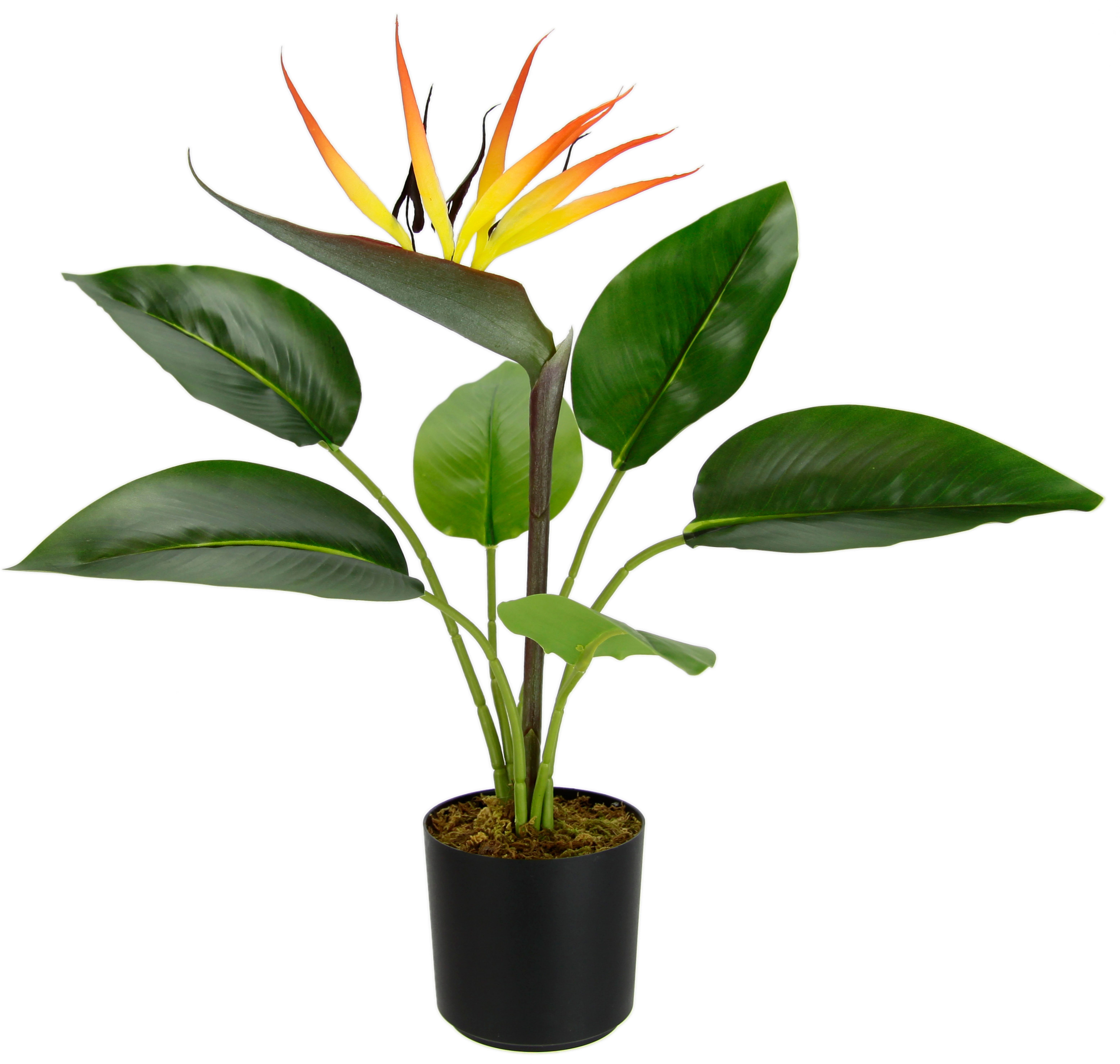 Kunstpflanze Strelitzienpflanze im Topf, I.GE.A., Höhe 43 cm, Kunstblumen Z günstig online kaufen