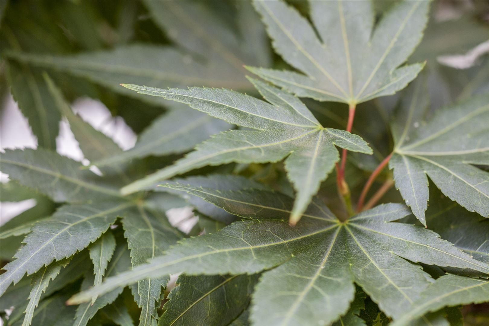 Pflanzen für Dich Gehölze Acer palm. Mikawa yatsubusa, 1 St., Fächerahorn, Japanischer Ahorn