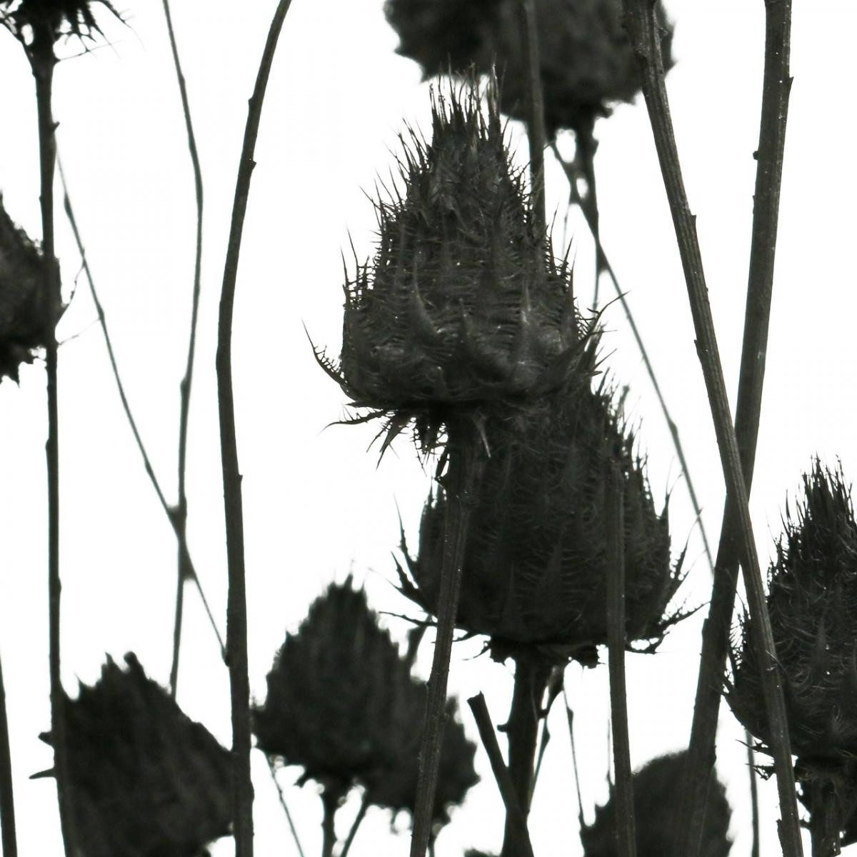 Trockenblume Schwarze Trockenblumen Trockendistel Deko Erdbeerdistel 100g, Viana, Höhe 65 cm