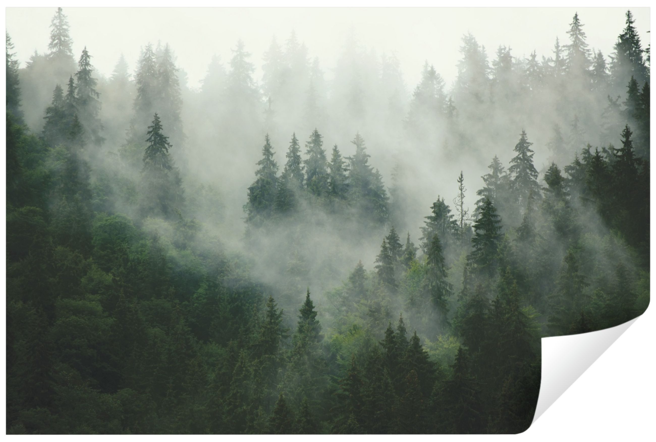 Wallarena Fototapete Wald im Nebel Vlies günstig online kaufen
