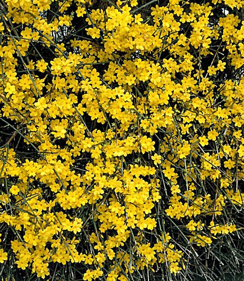 BALDUR Garten Zierstrauch Winter-Jasmin, 1 St., Winterblüher, duftend, winterhart, mehrjährig, pflegeleicht