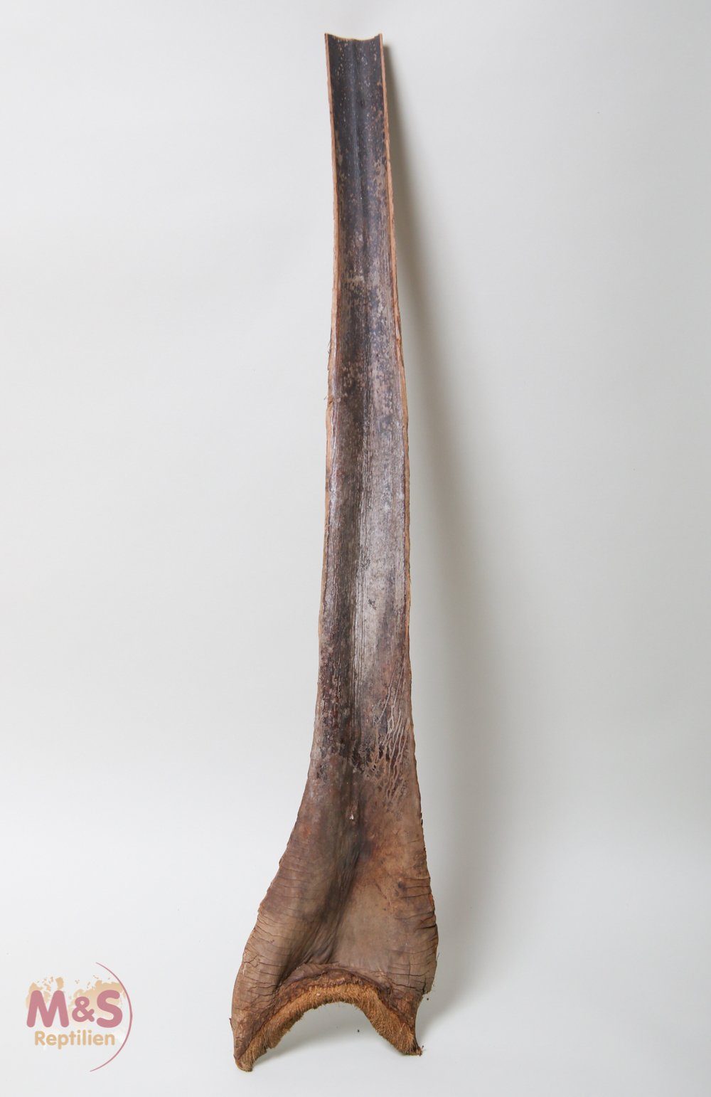 Terrarium Papah-Holz XL ca. 60 - 70 cm