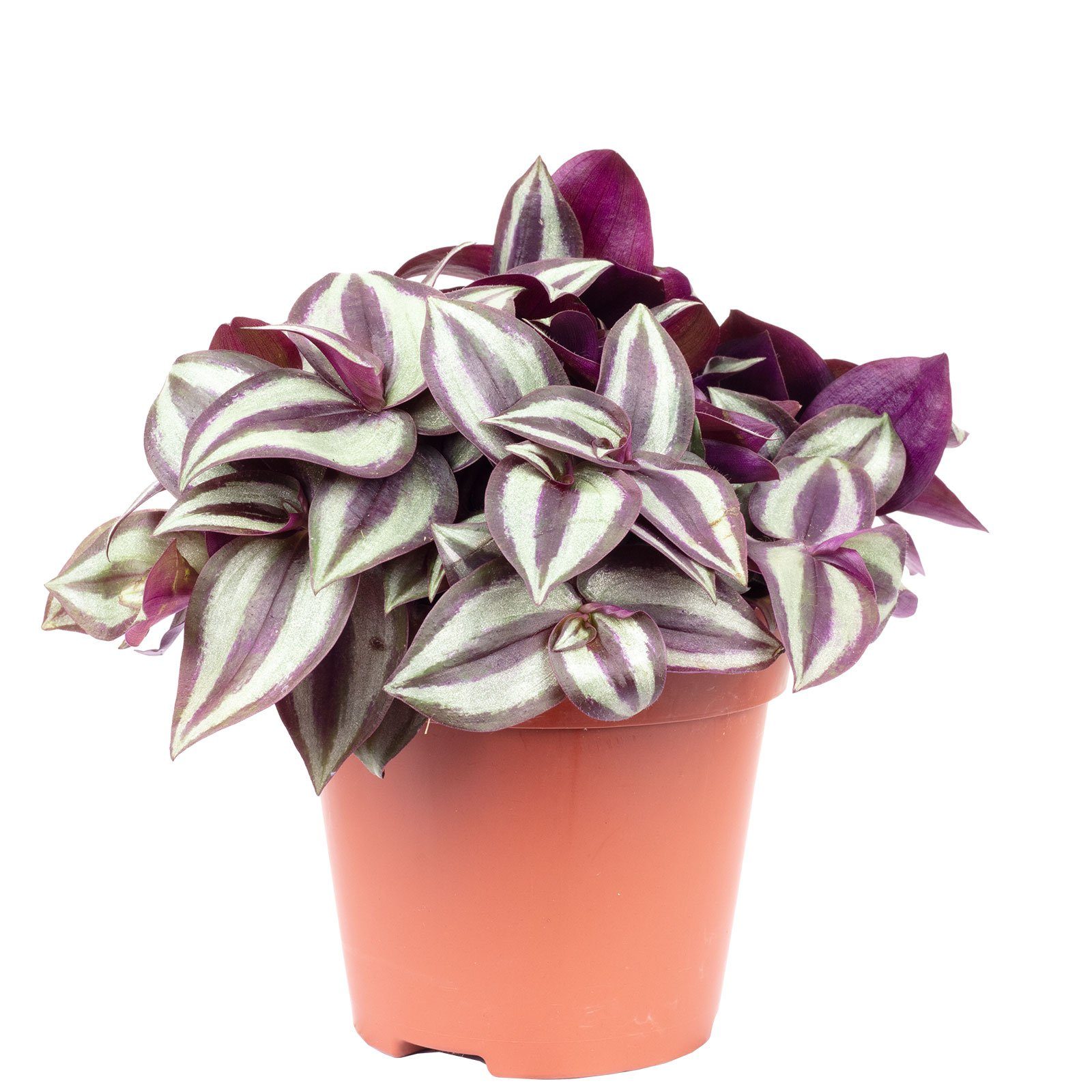 Flowerbox Blumentopf »bepflanzt mit Zimmerpflanze Zebrakraut "Smit Silver  Sicilian" - Tradescantia zebrina - Höhe ca. 20 cm, Topf-Ø 12 cm« online  kaufen | OTTO