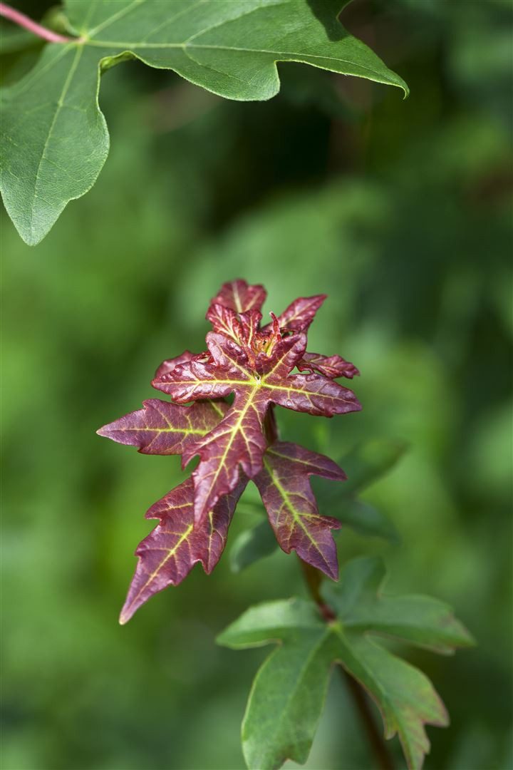Pflanzen für Dich Gehölze Acer campestre, 1 St., Feldahorn, Maßholder