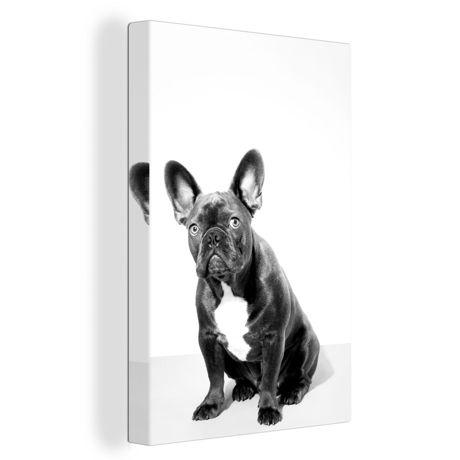OneMillionCanvasses® Leinwandbild Studio-Porträt Zackenaufhänger, Bulldogge französischen - 20x30 St), Gemälde, cm (1 bespannt schwarz und inkl. Leinwandbild einer weiß, fertig