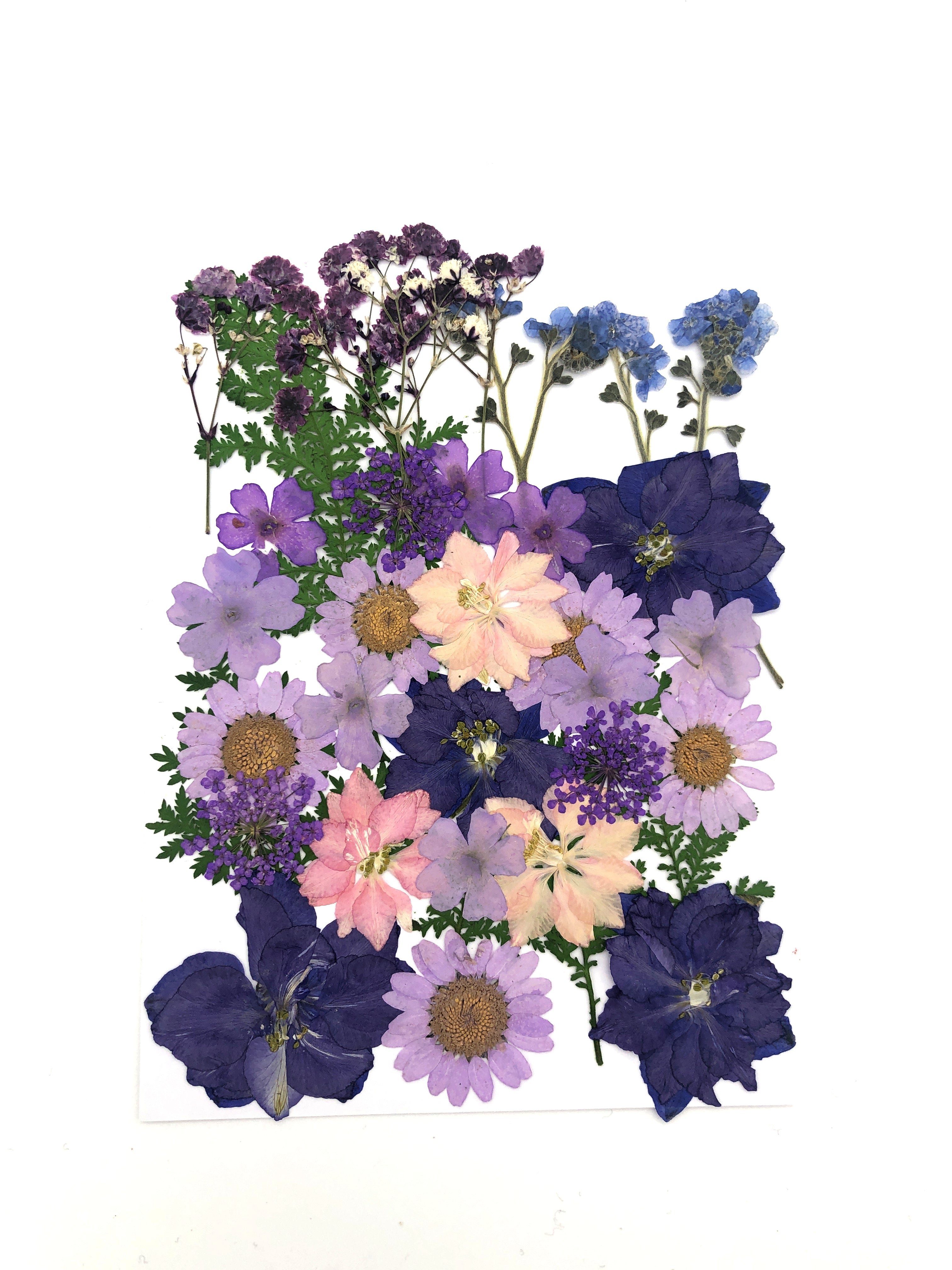 Gepresste - Blüten Blumen und Lila, Farben in Kunstharz.Art Trockenblume vielen